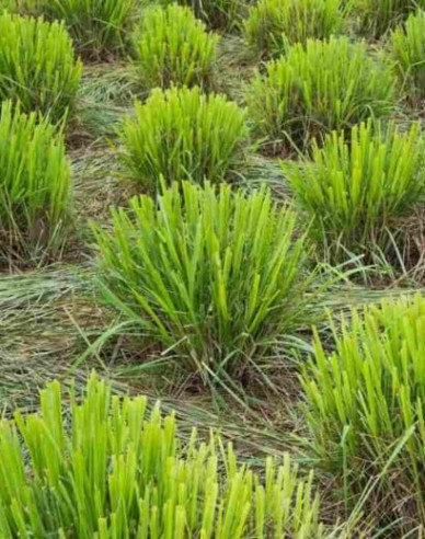 Citronová tráva ´Tasty lemon´