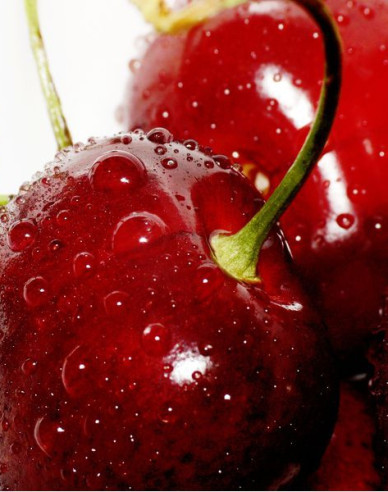 Třešeň ´KORDIA´ pozdní, podn. Colt, prostok.