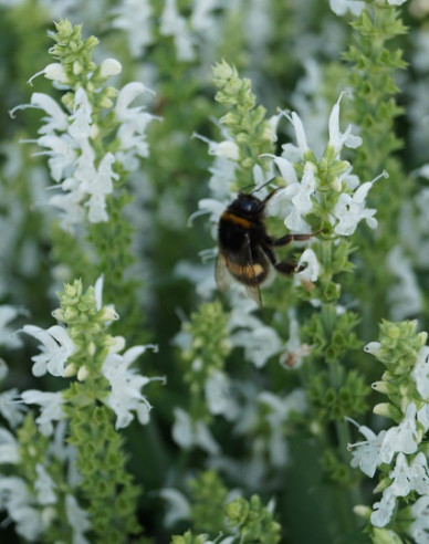Šalvěj Schneehugel