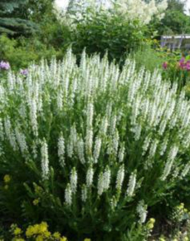 Šalvěj Schneehugel