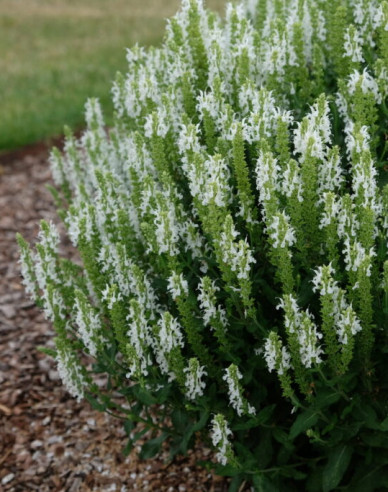 Šalvěj Schneehugel