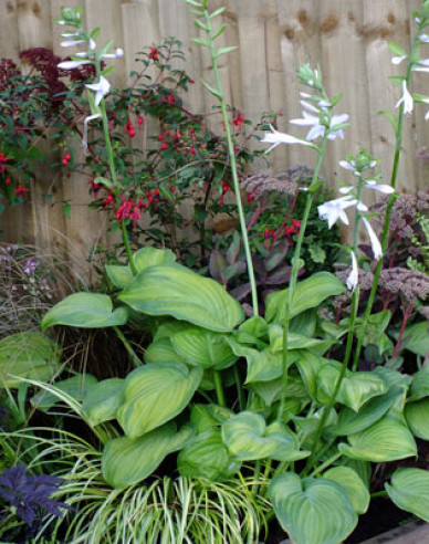 Bohyška ´Guacamole´