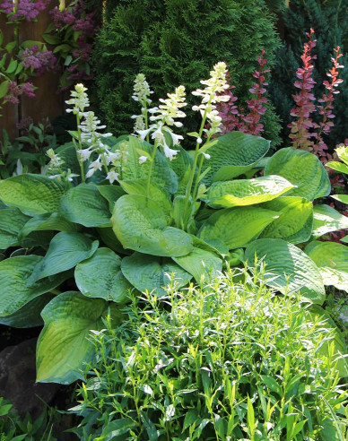 Bohyška ´Guacamole´