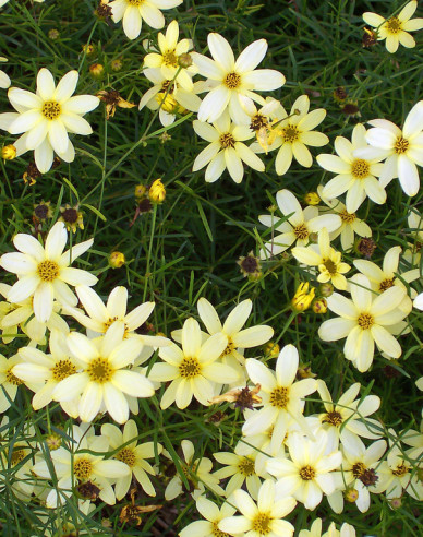 Krásnoočko přeslenité Moonbeam