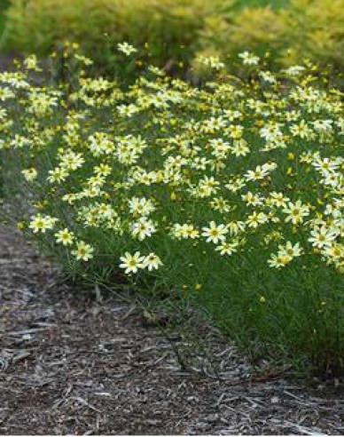 Krásnoočko přeslenité Moonbeam
