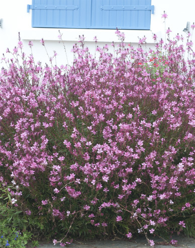 Gaura ´Siskiyou Pink´
