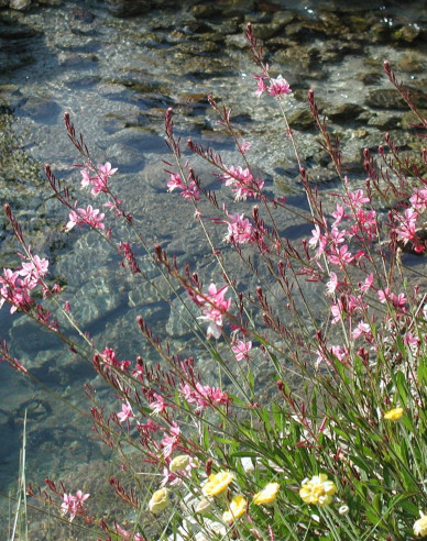 Gaura ´Siskiyou Pink´