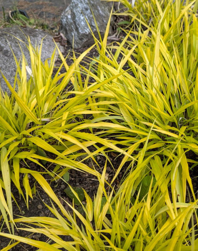 Rákosník japonský  ´Sunflare´