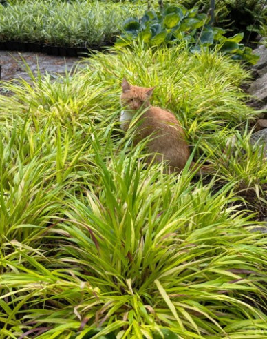 Rákosník japonský  ´Sunflare´