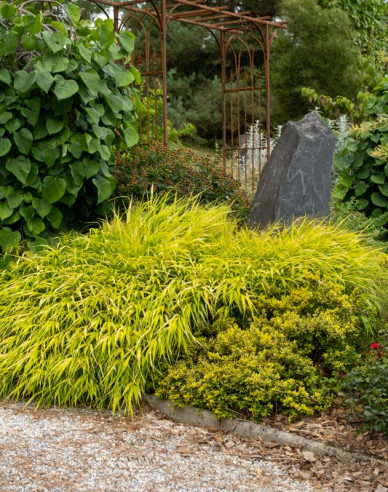 Rákosník japonský  ´Sunflare´