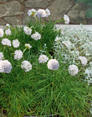 Trávnička přímořská ´Armada White´