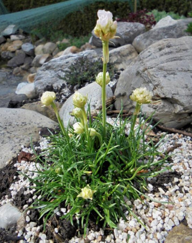 Trávnička přímořská ´Armada White´