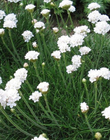 Trávnička přímořská ´Armada White´