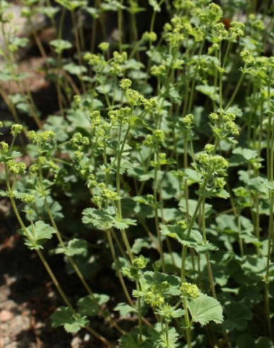 Kontryhel červenonohý ´Alma´