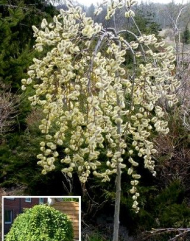 Vysoká převislá vrba ´Kilmarnock´ na kmínku 120cm