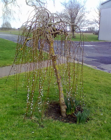 Vysoká převislá vrba ´Kilmarnock´ na kmínku 120cm