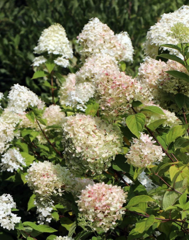 Hortenzie ´Limelight´