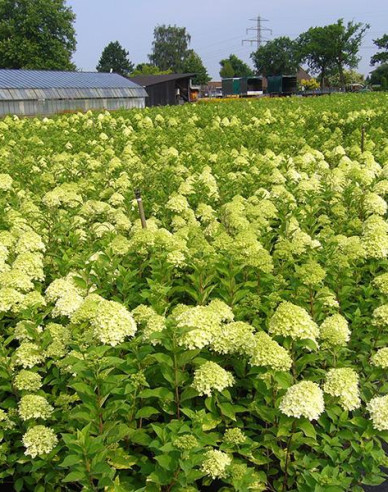 Hortenzie ´Limelight´