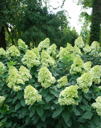 Hortenzie ´Limelight´