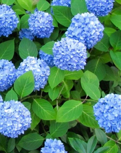 Hortenzie velkolistá Nikko Blue