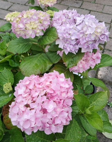 Hortenzie velkolistá  Bouquet Rose