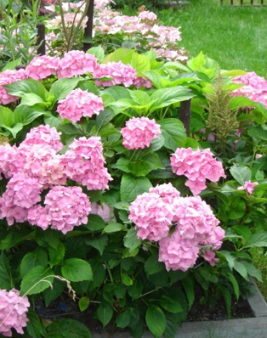 Hortenzie velkolistá  Bouquet Rose