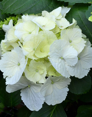 Hortenzie velkolistá Snowball