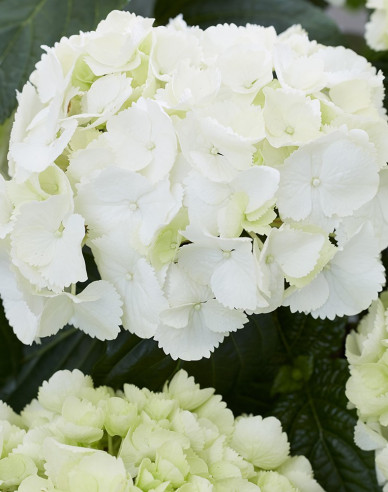 Hortenzie velkolistá Snowball