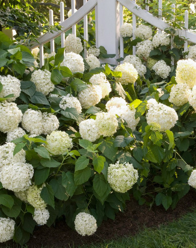 Hortenzie velkolistá Snowball