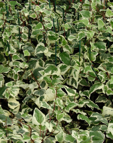 Břečťan alžírský Gloire de Marengo