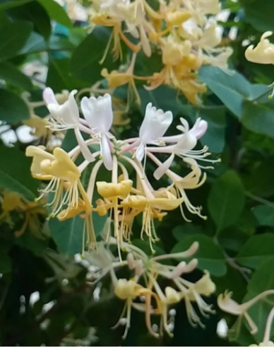 Zimolez ovíjivý ’Graham Thomas’