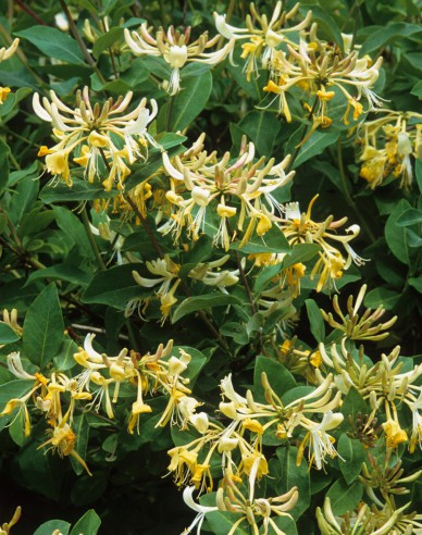 Zimolez ovíjivý ’Graham Thomas’