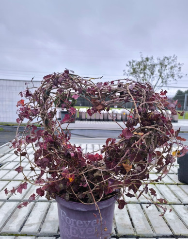 Břečťan ve tvaru srdce