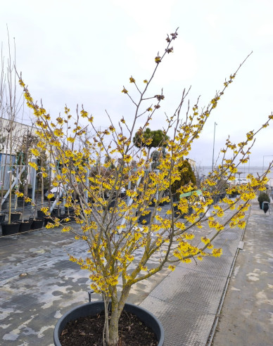 Vilín prostřední ´Arnold Promise´