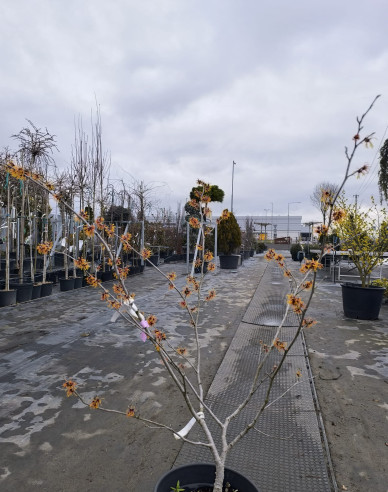 Vilín Orange Beauty