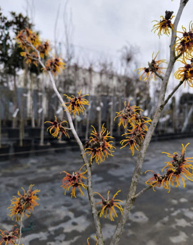 Vilín Orange Beauty