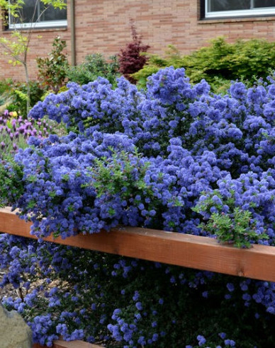 Latnatec Julia Phelps