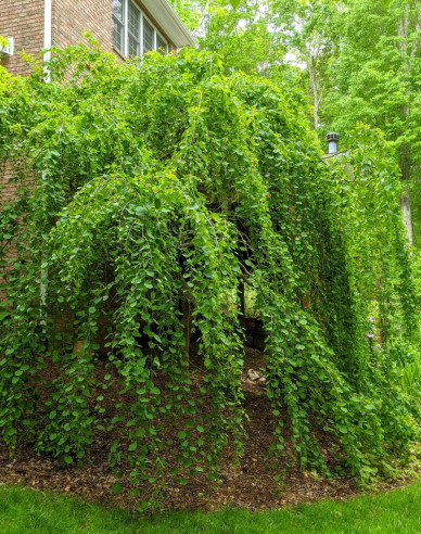 Zmarličník japonský