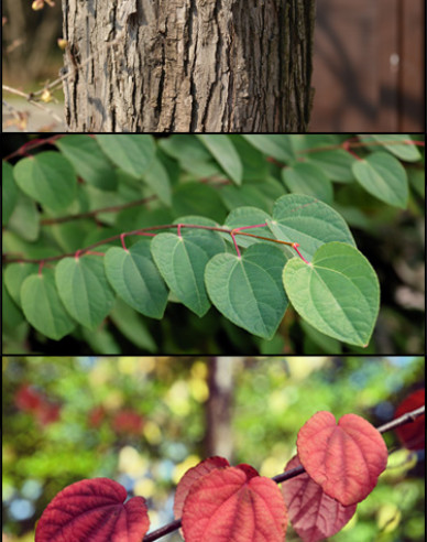 Zmarličník japonský