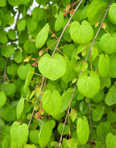 Zmarličník japonský