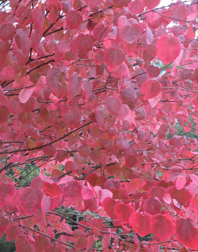 Zmarličník japonský