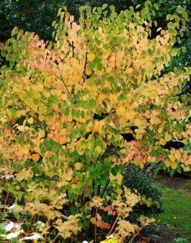 Zmarličník japonský