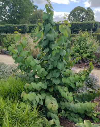 Zmarličník japonský