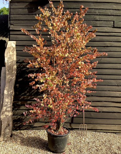 Zmarličník japonský