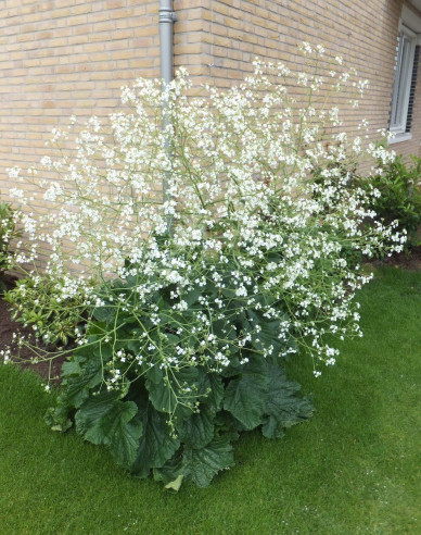 Katrán srdčitý - Crambe cordifolia