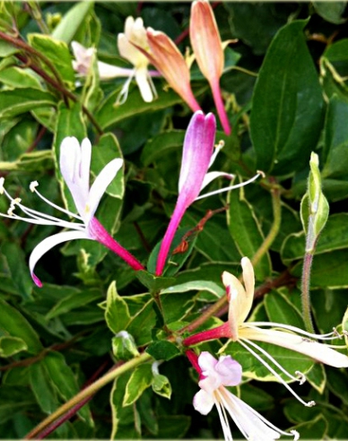 Zimolez japonský Purpurea