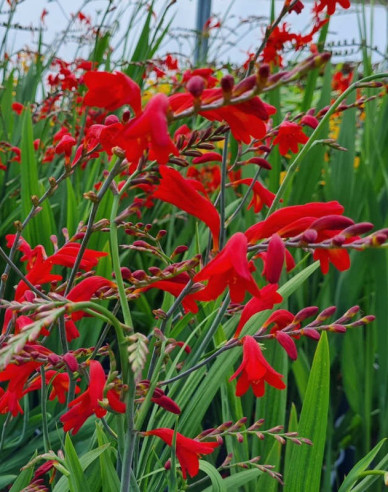 Montbrécia  - Crocosmia ’Emberglow’