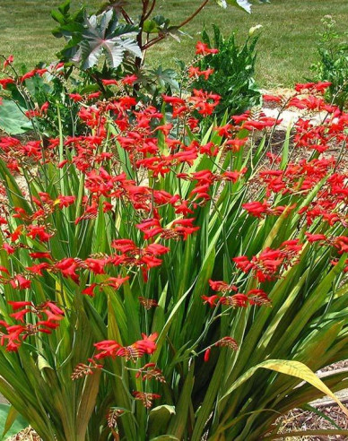 Montbrécia  - Crocosmia ’Emberglow’