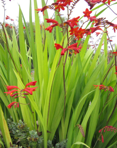 Montbrécia  - Crocosmia ’Emberglow’