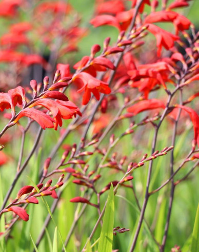 Montbrécia  - Crocosmia ’Emberglow’